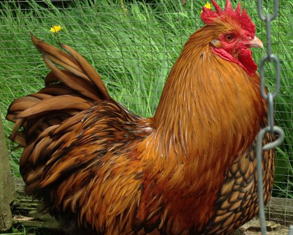 Golden Laced Orpington Bantam