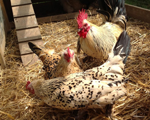 Lemon Millefleur Sablepoot